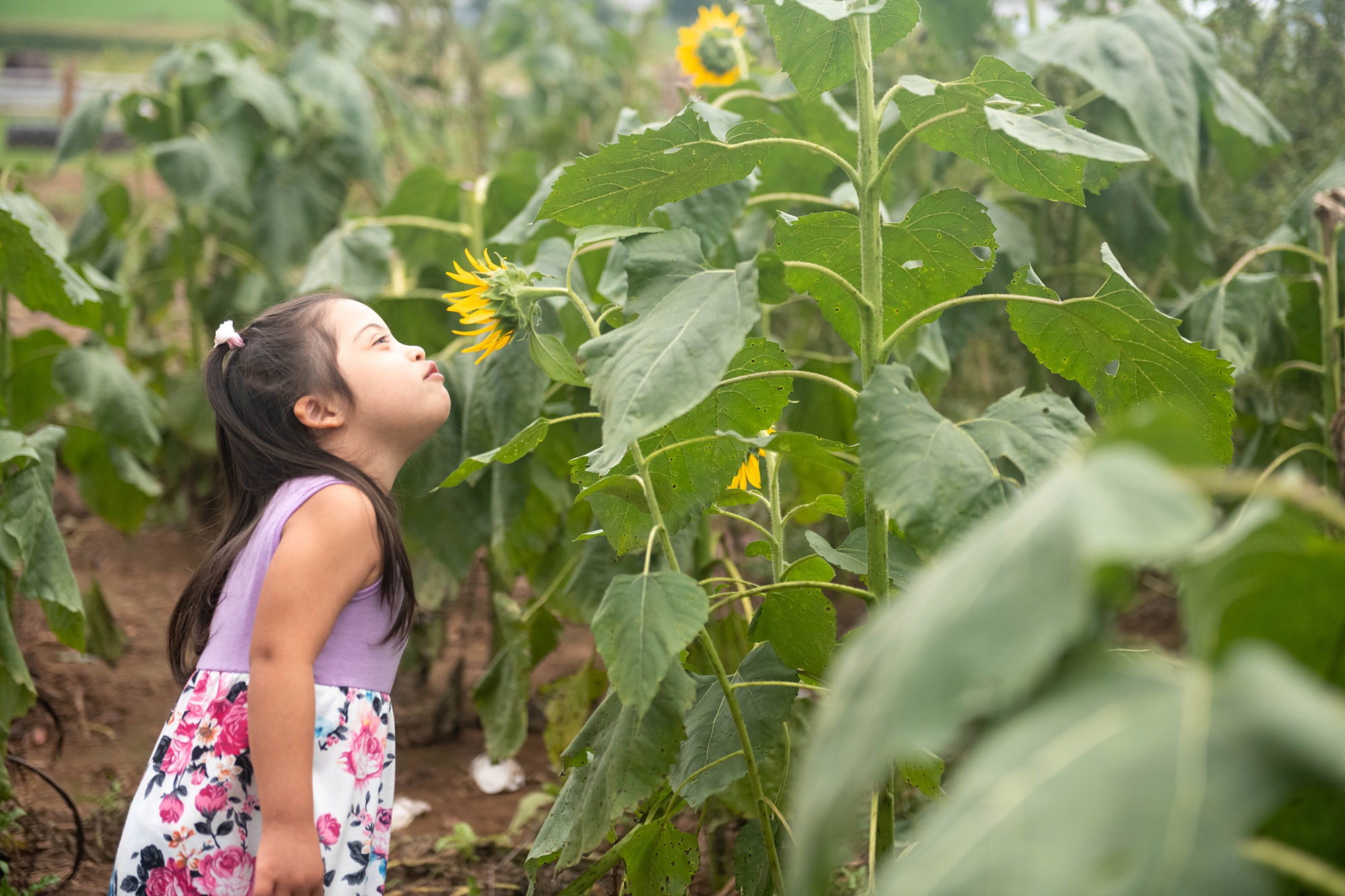 little girl smells sunflowers during family photos