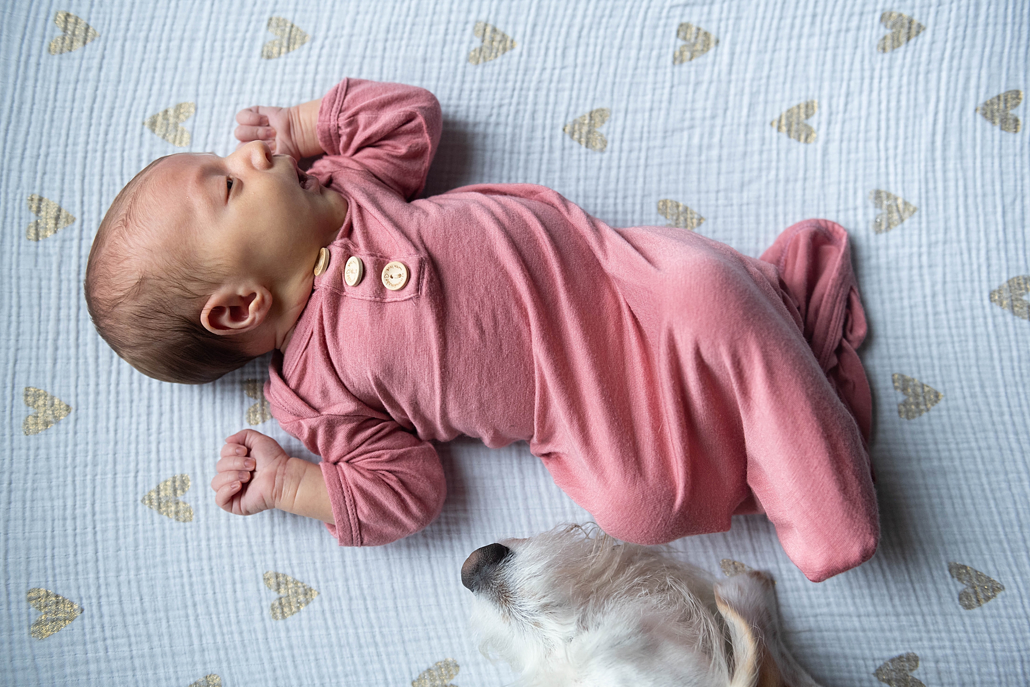 baby in pink gown lays on couch next to dog during Washington DC Lifestyle Newborn session